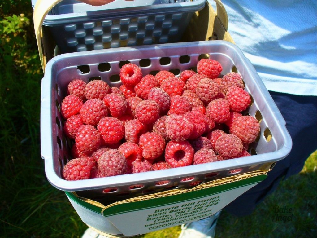Close up of a basket of freshly picked raspberries at Barrie Hill Farms in Barrie, Ontario.